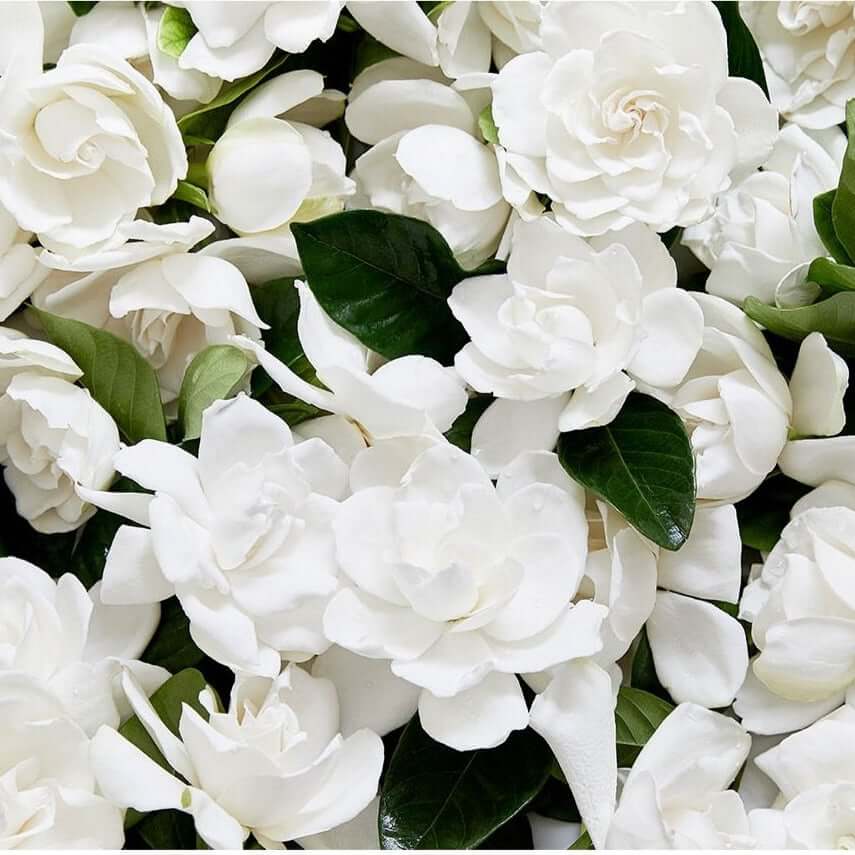 Ariadne ATHENS Jasmine & Gardenia White Petals Βούτυρο Σώματος