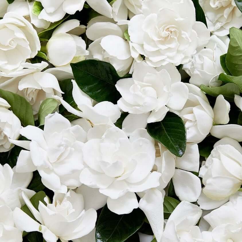 Ariadne ATHENS White Petals Jasmine & Gardenia Body Scrub